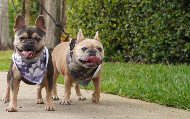 Pet Bandanas