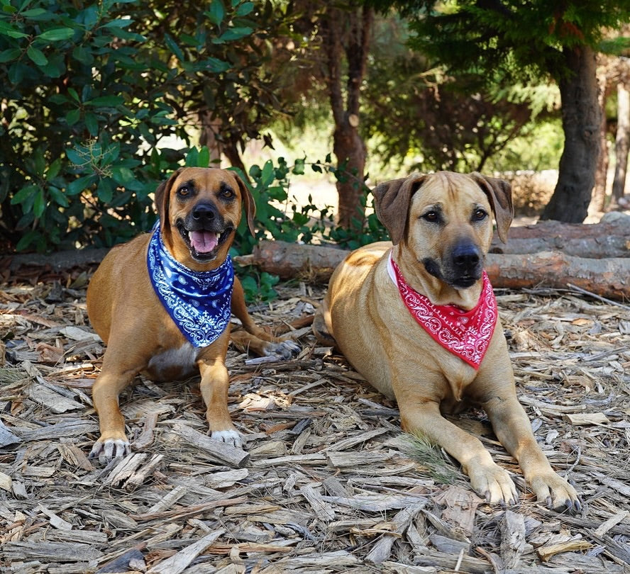 Triangle Cooling Bandana: Navy Paisley Bandana